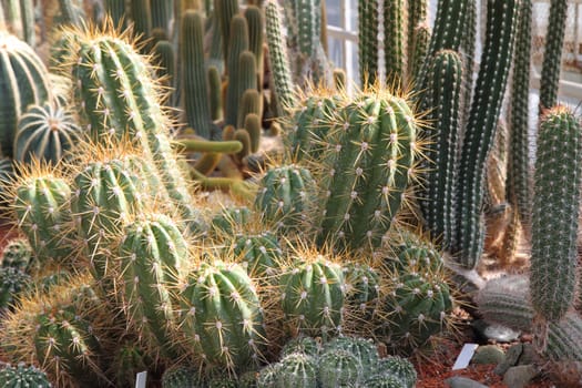 big cactus collection as nice green background