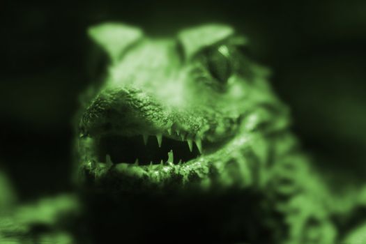 small crocodile isolated on the black background