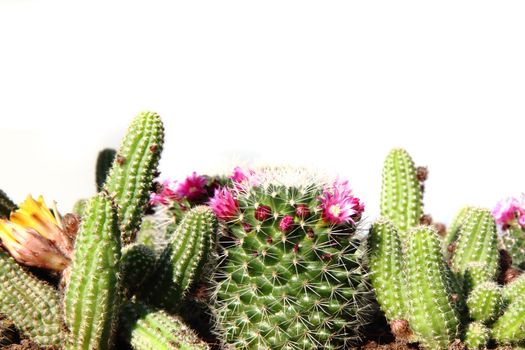 cactuses collection isolated on the white background