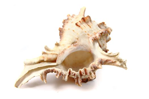 nice exotic sea shell isolated on the white background