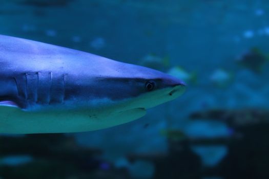 big blue shark from the deep sea 
