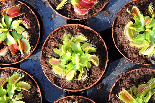carnivorous plant as nice exotic natural background