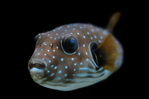 color exotic fish from the deep sea 