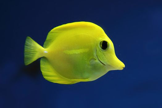 exotis fish in ywllow color on the blue background