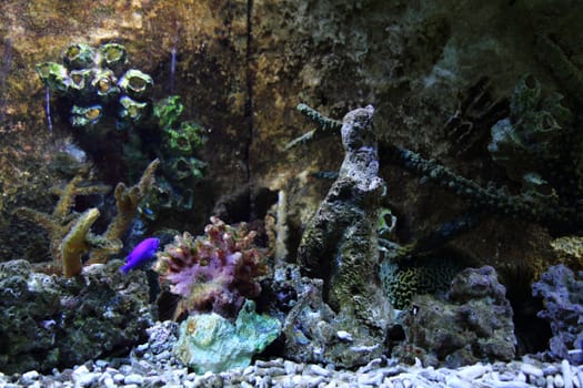 aquarium as very nice natural sea background