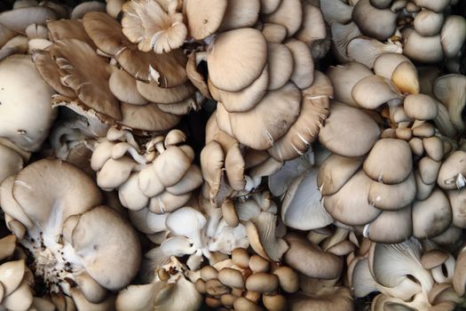 oyster mushrooms as very nice vegetable background