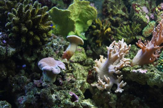 natural sea plants as nice aquarium background