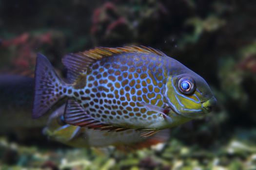 color exotic fish from the deep sea 