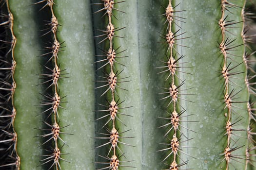 cactus background - detail of old and big cactus as texture
