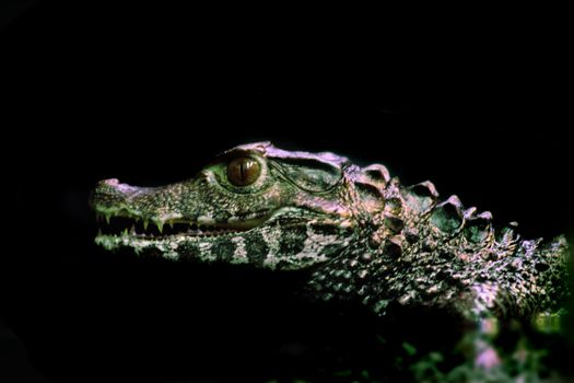 small crocodile isolated on the black background