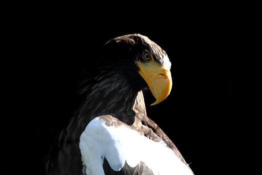 big eagle bird on the black background