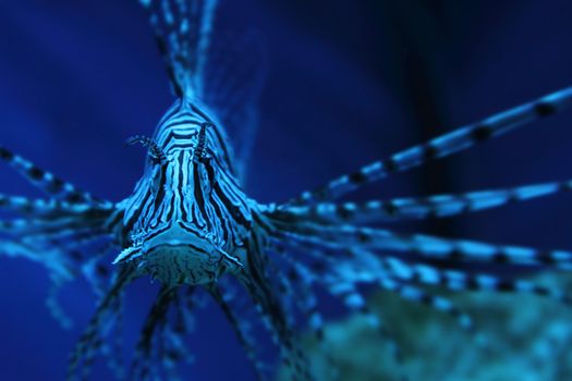 lion fish (dragonfish, scorpionfish) in the deep blue sea