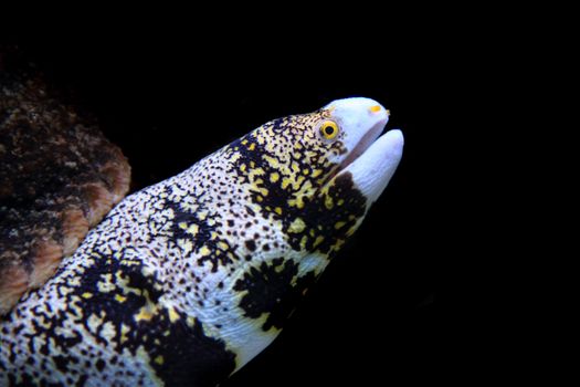 color exotic fish from the deep sea 