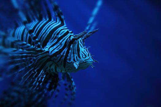 striped lion fish from the deep sea 