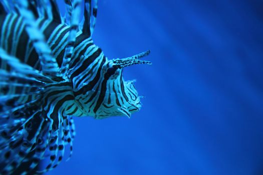 lion fish (dragonfish, scorpionfish) in the deep blue sea