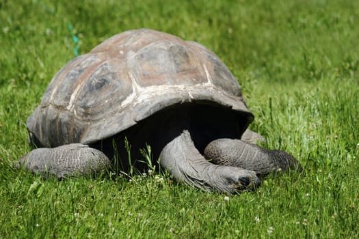 very old turtle in the green grass