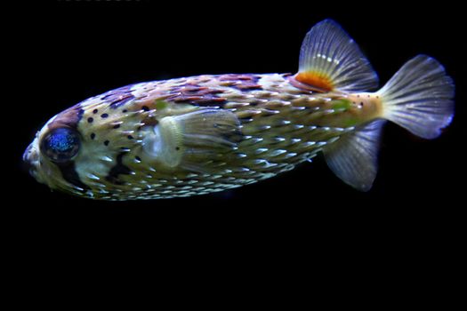 color exotic fish from the deep sea 