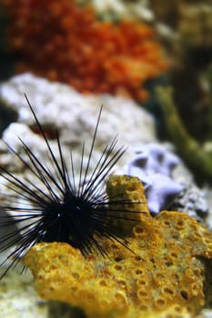 sea urchin in the natural sea background