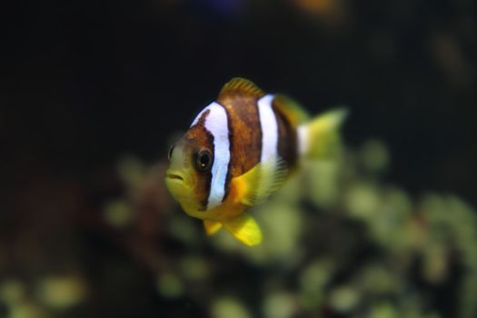 color clown fish in the aquarium background