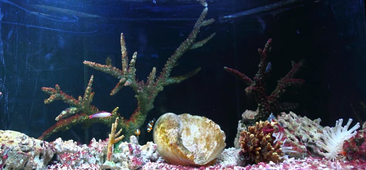 aquarium as very nice natural sea background