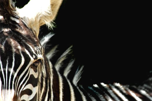 detail of zebra as nice animal texture 