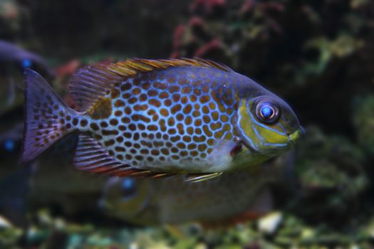 exotic sea fish on the aquarium background