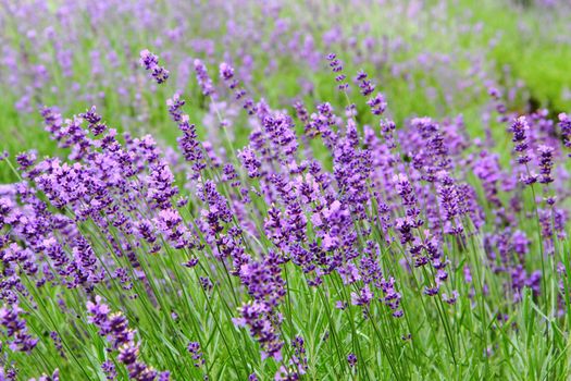 violet levander field from the czech republic 