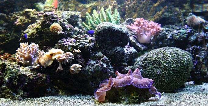 natural sea plants as nice aquarium background