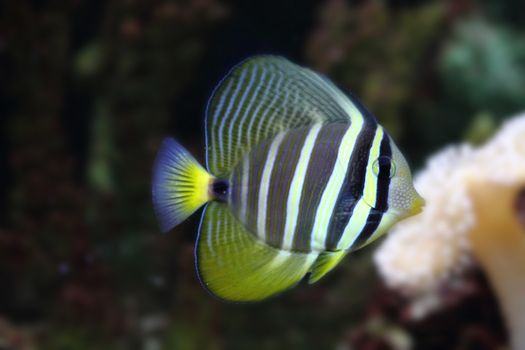 exotic sea fish on the aquarium background