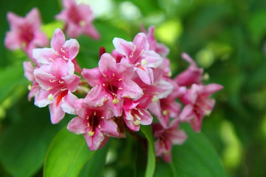 pink flowers  as nice natural background