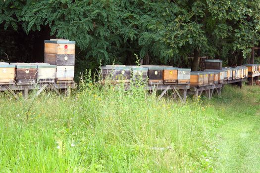 small bee farm in the near of forest 