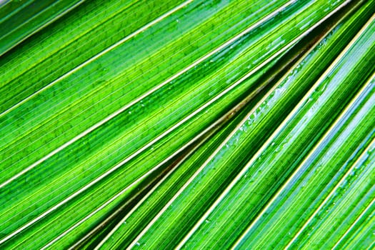 green palm leaf deatil as natural background