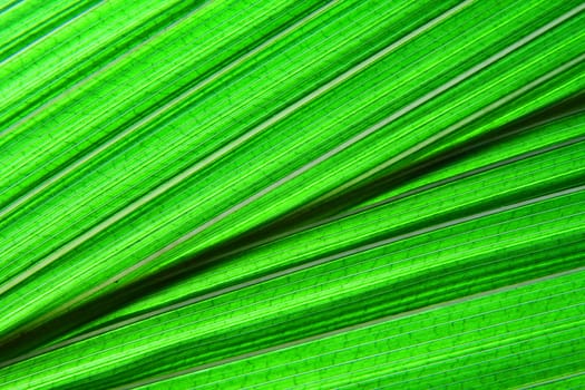 green leaf texture from the palm tree