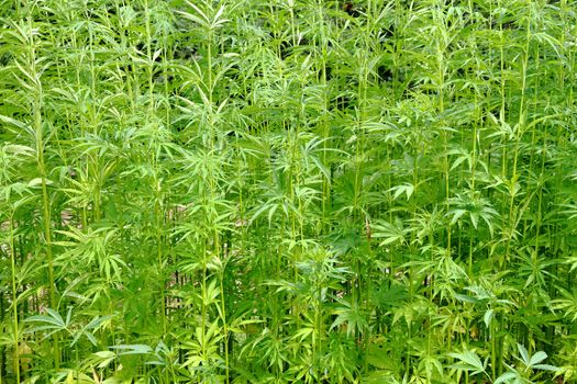 detail of marijuana field from czech republic