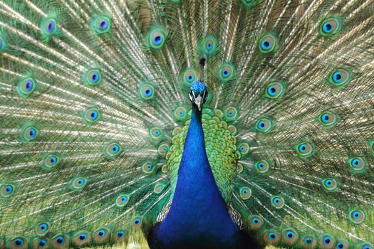 peacock bird as very nice animal background