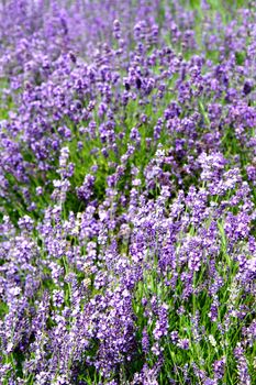 violet levander field from the czech republic 