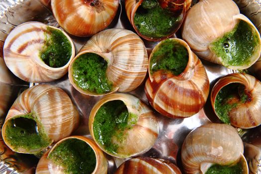 snails with herb butter as very nice food background