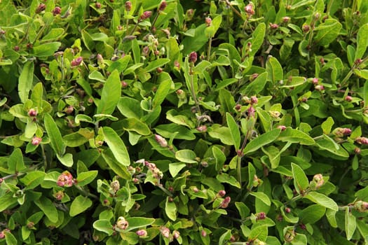 salvia (sage) texture as green herbes background