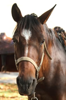 head of nice brown horse with white string