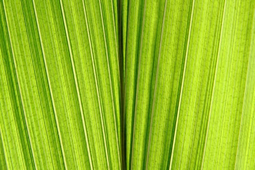 green leaf texture from the palm tree