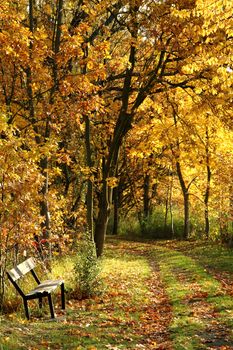 bench in the autumn park as nice natural background