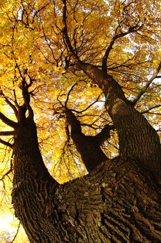 autumn tree as very nice natural background