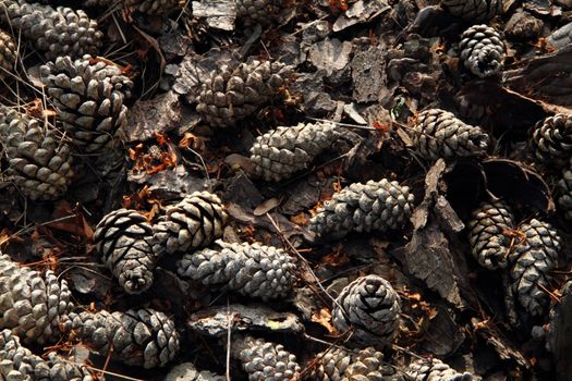 old pine cones background as nice christmas texture