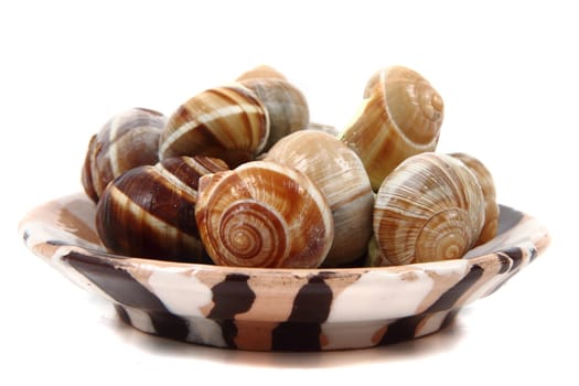 snails (french gourmet food) isolated on the white background