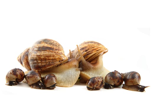 snail and his family isolated on the white background