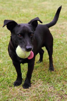 black dog as tennis player on the green grass