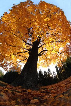 old tree in the autumn as nice natural background