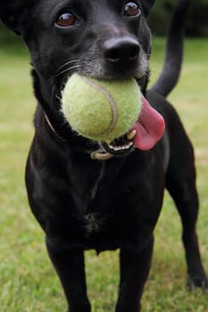 black dog as tennis player on the green grass