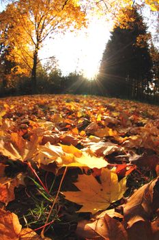 autumn leaves in the park in the sun lights