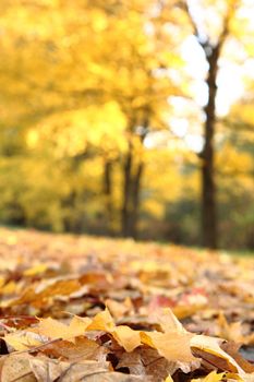 way in the park as nice autumn background